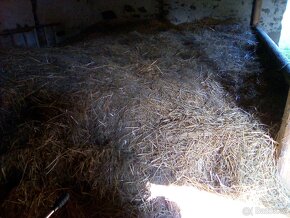 Zdarma Seno/ sláma - 2