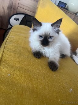 Koťátka ragdoll bez Pp - 2