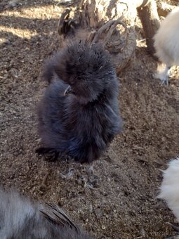 Hedvábnička zdrobnělá - 2