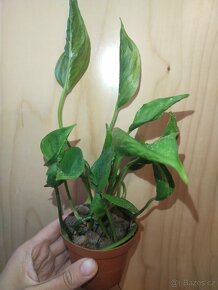 Epipremnum Aureum Shangri-La / Godzilla 001 - 2
