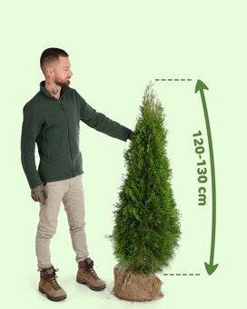 Thuje Thuja Smaragd - rozvoz po celé ČR - 2