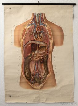 Staré školní plakáty anatomické (různé druhy) - 2