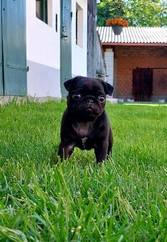 Mops s PP - 2