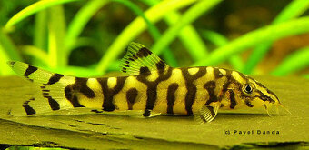 Sekavka pákistánská - Botia lohachata - 12 cm - 2