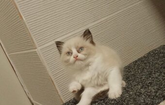 Ragdoll bez pp - 2