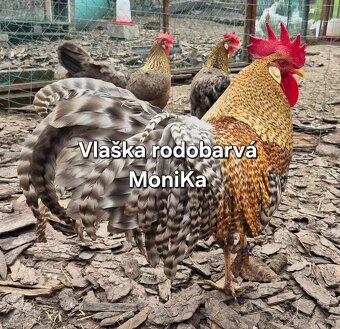 Násadová vajíčka vlaška rodobarvá - 2