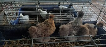 3 roční slepice hedvabničky - 2