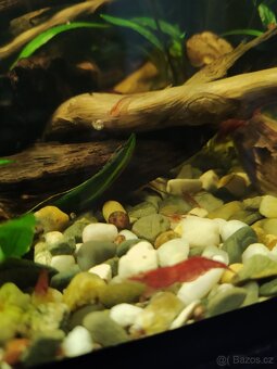 Krevetky red cherry - 2