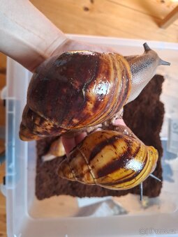 Archachatina-africký šnek - 2