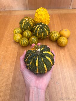 Okrasné dýně - 2