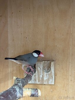 Prodám rýžovníky - 2