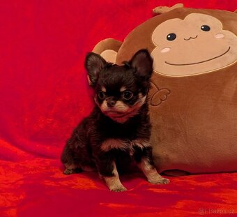 Čivava dlouhosrstá s PP- pejsci a fenky - 2