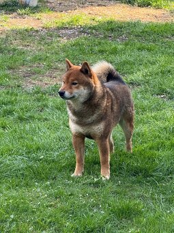 Nabídka kryti- Shiba inu s FCI PP - 2