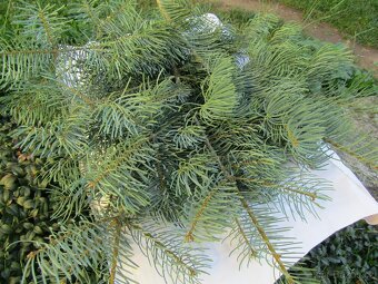 Ozdobné chvojí - 2