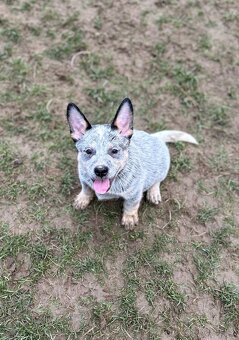 Australský honácký pes - s PP - 2