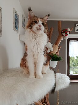 Mainská mývalí s PP - 2