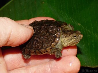 Kajmanka dravá (Chelydra serpentina) - 2