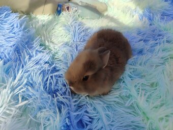 Zakrslý králík - 2