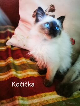 Ragdoll koťátka bez PP - 2