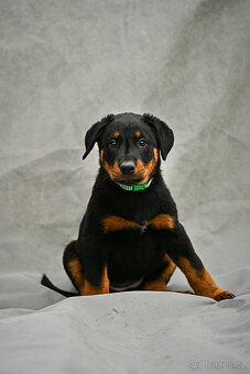 Beauceron štěňata s PP (boseron) – k odběru - 2