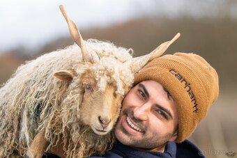 Cápova ovce - ovečky a beránci Hortobagy racka sheep - 2