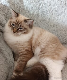 Kocourek seal mitted lynx ragdoll s PP - 2