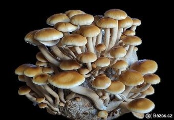 Hlíva ústřičná, plicní, modrá, žlutá, růžová, královská - 2