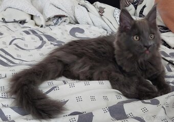 Poslední modrá holčička - 2