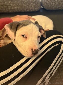 Americký staford teriér - 2