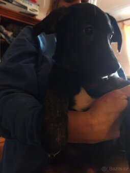 Štenata kříženci - 2