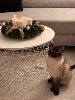 Daruji siamského kocourka bez PP do dobrých rukou - 2