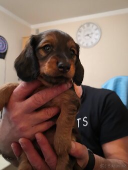 Štěňátka jezevčíka - 2