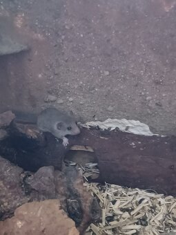 Plšík africký- prodej 0,0,2 - 2