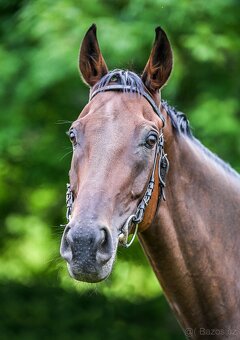 Prodám valacha A1/1 - 2