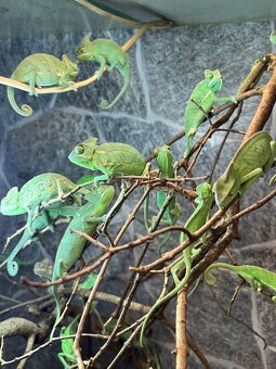 Chameleon jemenský - 2