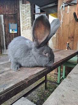 Belgický obr modrý - 2