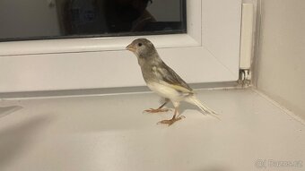 Prodám kanárka samička - 2