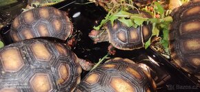 Želva uhliřská mláďata - 2