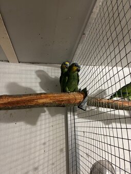 Amazoňan oranžovokřídlý - 2