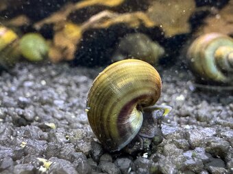 Ampulárie (měchýřovka), akvarijní šneci - 2