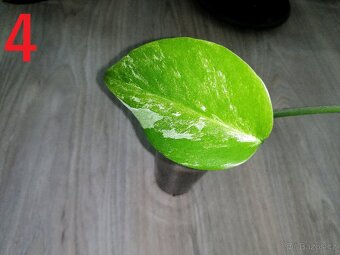 4.Monstera Deliciosa Albo variegata - 2