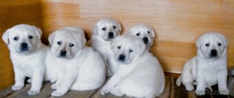 Labrador štěňátka s PP ihned - 2