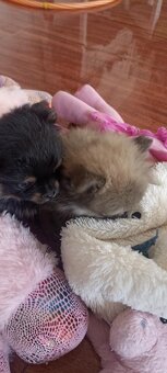 Prodám štěňata Pomeranian - 2