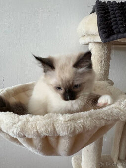 Ragdoll koťata - 2