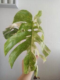 Monstera albo variegata halfmoon - 2