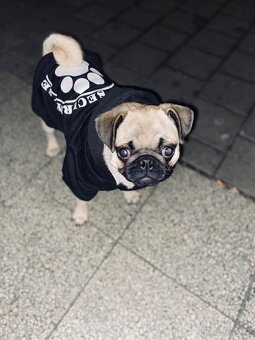 Mops - 2