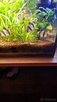 Akvarijní rybičky - 2