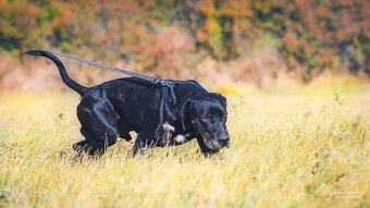 Louisiánský leopardí pes s PP - 2