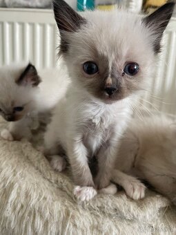 Ragdoll 4 kocourci volní - 2