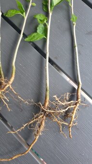 Venkovní ibišek - 2